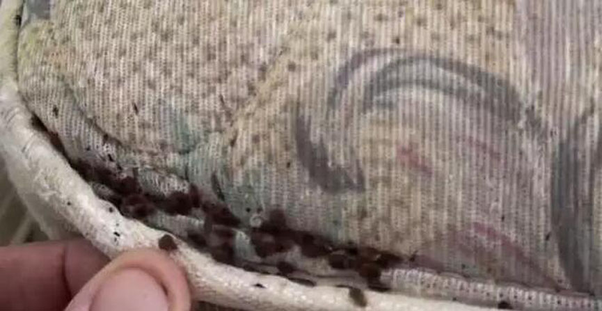 香蕉视频软件下载分享：劣质91香蕉视频在线观看危害多